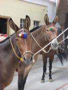 Feria de la Mula. Arenas, Málaga